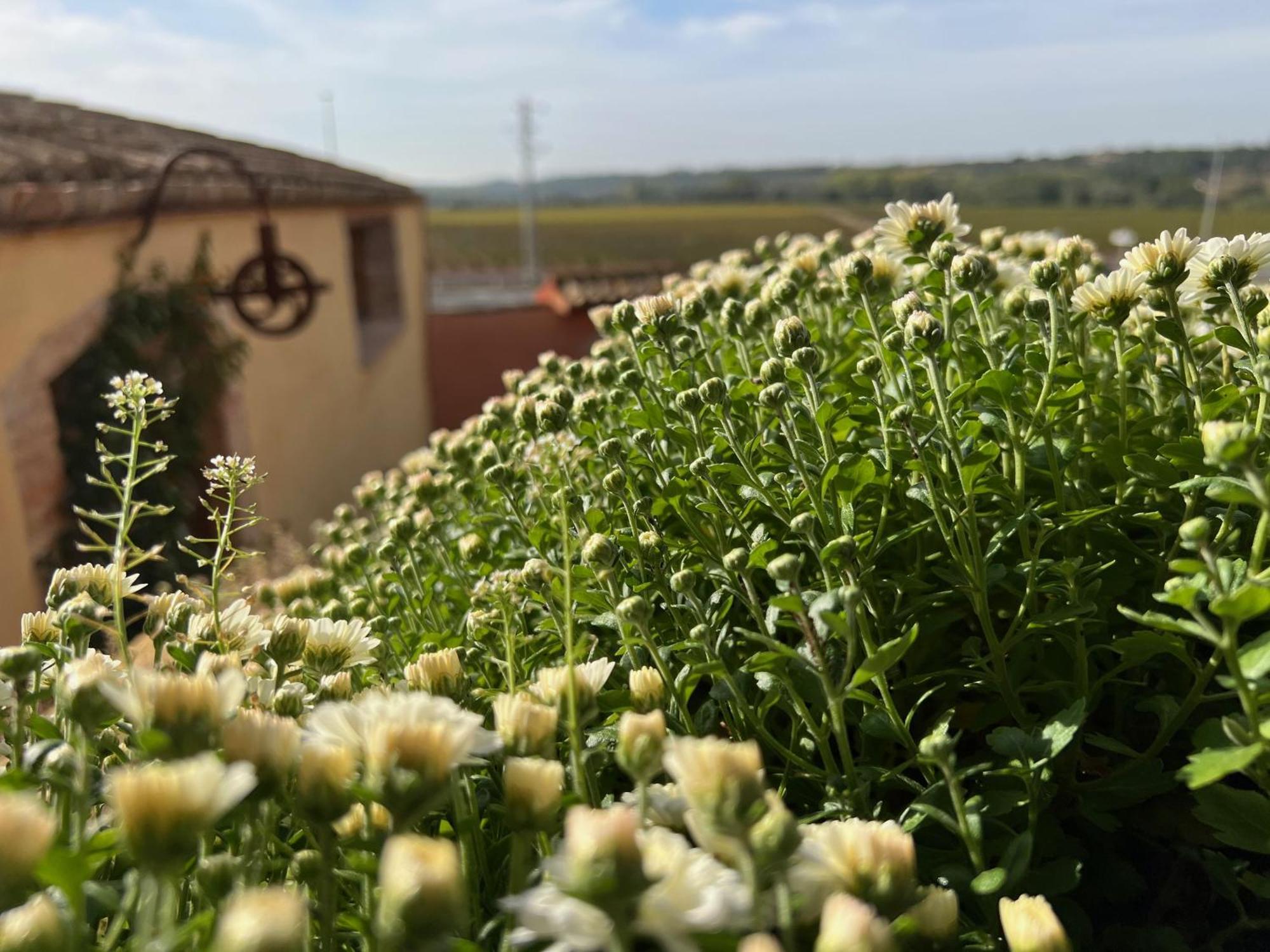 Les Vinyes Alojamiento Rural Boutique & Spa Vilardida Exterior foto